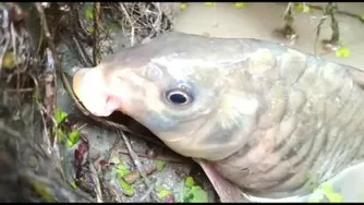 خورده شدن مار ماهی توسط ماهی