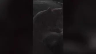 کلیپ عالی گاو هااا