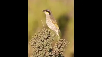 پرندگان