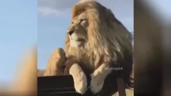 سلطان