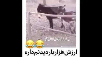 الاغ باهوش