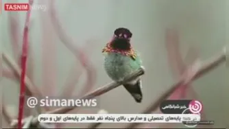 عجایب مرغ مگس خوار