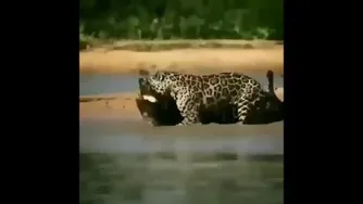 شکار تمساح