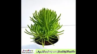 مشاوره گل های اپارتمانی