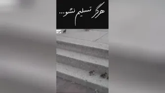 هرگز تسلیم نشو....