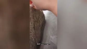 اینما : اگه در منزل از حیوانات نگهداری میکنی حتما این کلیپ رو ببین