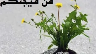 من می جنگم