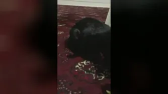 داستانهای اما گربه خانگی