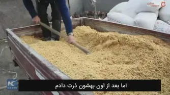 پرورش مرغ