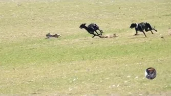 سگ و خرگوش 2