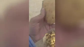 صادرات و واردات میوه جات و صیفی جات با کشور های اروپایی و عربی جهت اطلاعات بیشتر