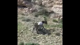 واژگونی الاغ از کوه😂