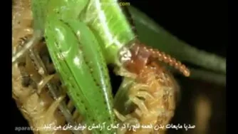 همه چیز درباره صدپا: دانستنی‌ها و حقایق جالب