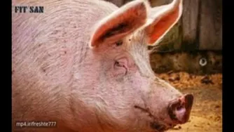 چرا خوک‌ها هیچ‌گاه آسمان را نمی‌بینند؟