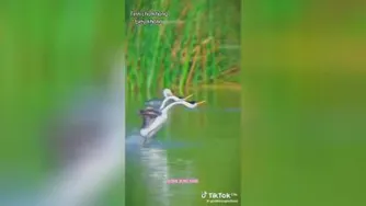حرکات موزون پرندگان