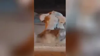 نبرد فیل با کرگدن