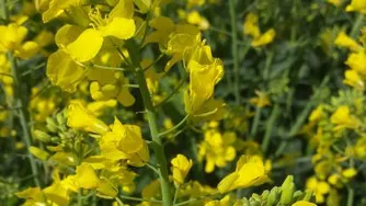 آهنگ سریالیست از گرشا رضایی
