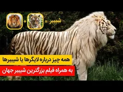 راز و رمز لایگر و شیببر - کانال ۱۳