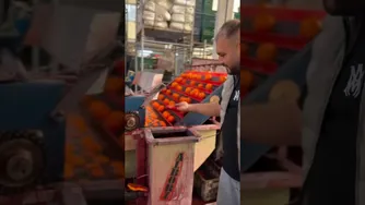 چقدر بی‌شرمانه میوه‌ها را رنگ می‌کنند!