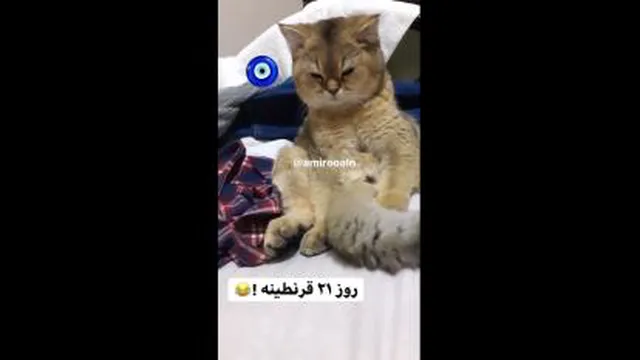 روز 21 قرنطینه