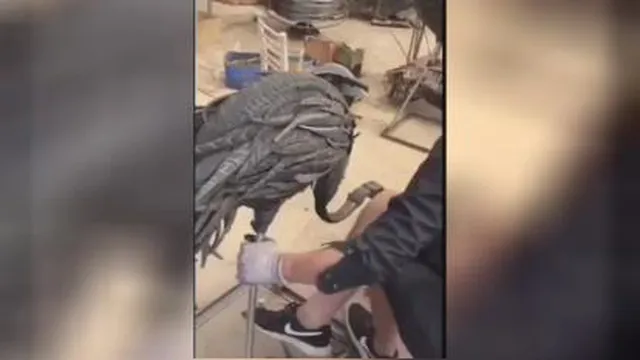 ساخت مجسمه با ضایعات لاستیک