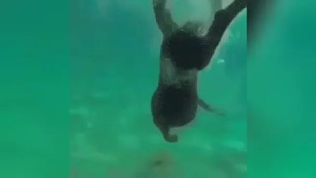 سگ شکارچی