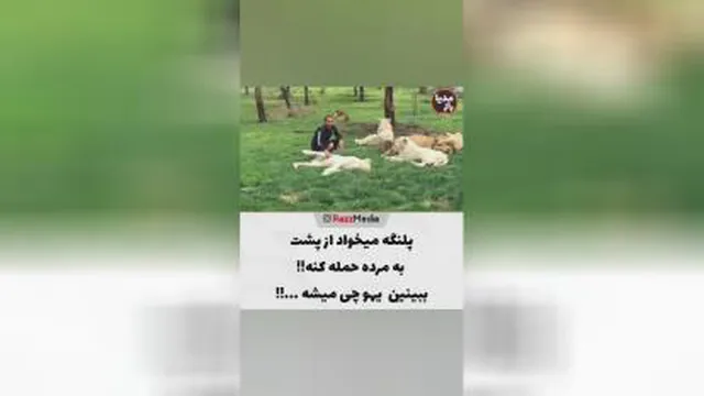دوستی آنسان با حیوانات وحشی