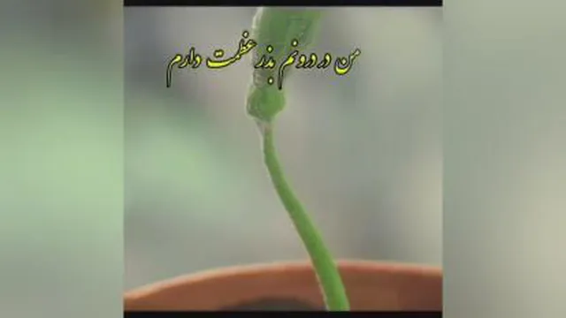 شاداب باشید😍