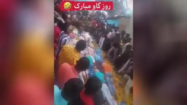 .جشن گاوی.
