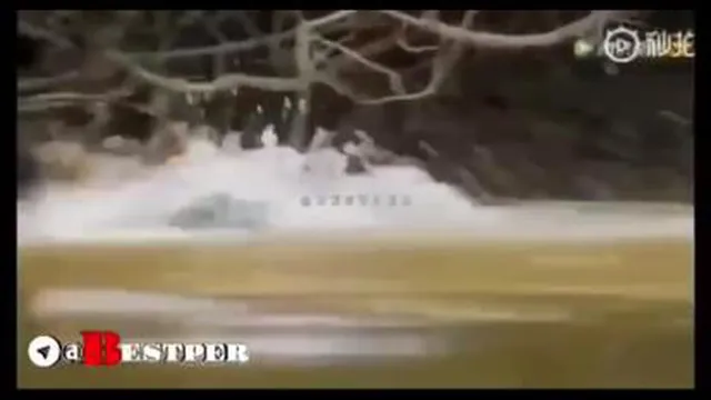 نبرد پلنگ وتمساح