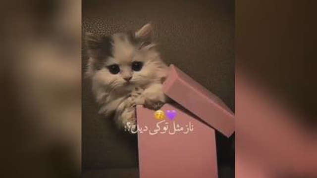 تولد رفیق دی ماهی