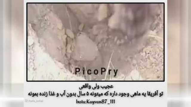 عجیب ولی واقعی /ماهی/رازبقا/حیوانات