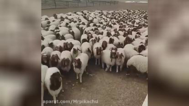 حمله گوسفندان برای خوردن آب