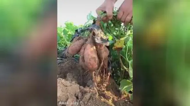 میوه های غول‌پیکر