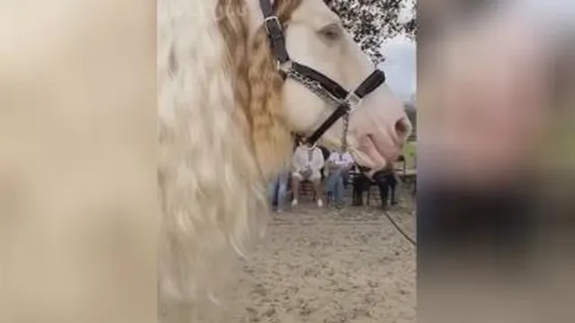 چه اسب زیبایی😍😍😍