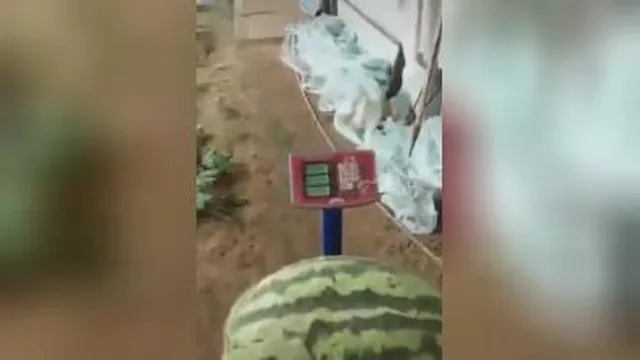 میوه های غول پیکر😳😳