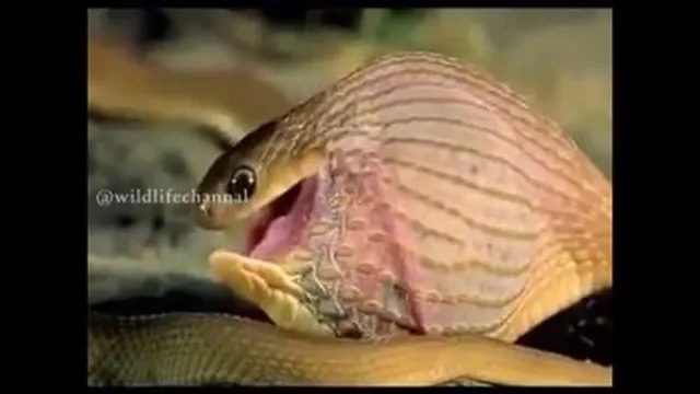 مار وخوردن تخم پرنده