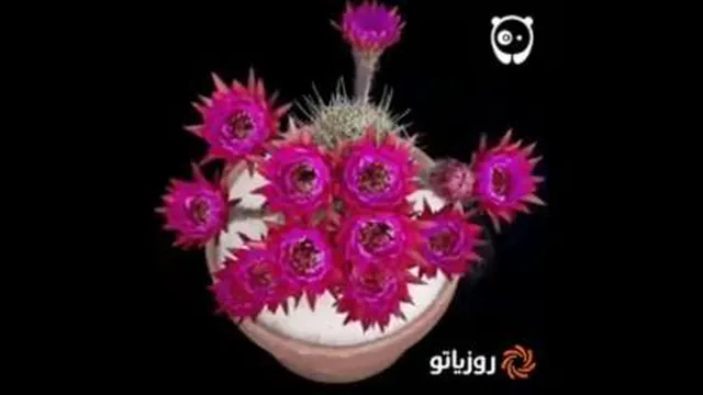 گل کاکتوس