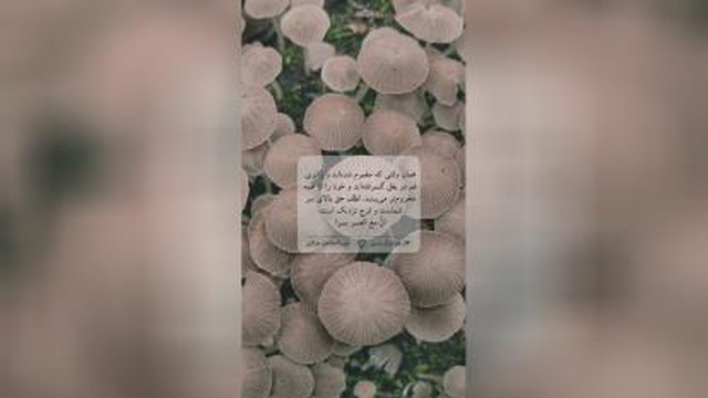 سوپرایز خدا