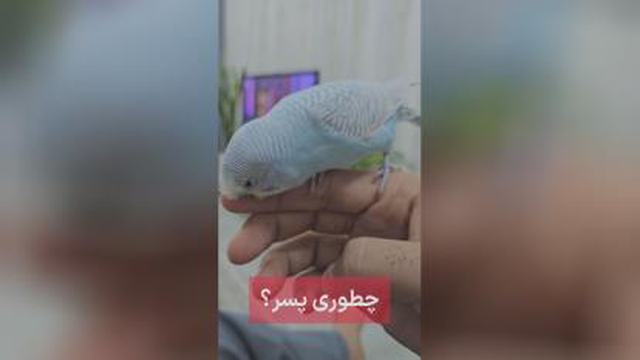 مرغ عشق سخنگو ببین چه جملاتی رو میگه