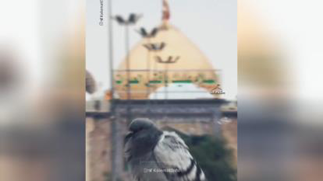 مداحی سید جواد ذاکر خوش آن روزی کاین قفش شکند
