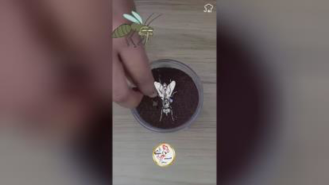 اینطوری حشره ها رو از خونت دور کن