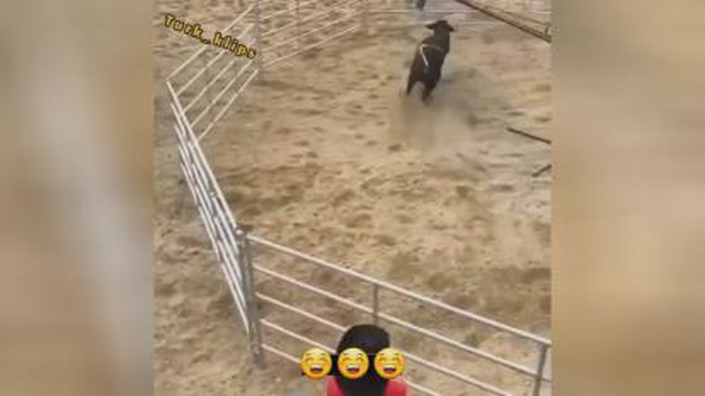 گاو بازی باحال 🤣🤣🤣🤣🤣