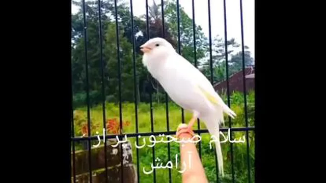 صبح بخیر