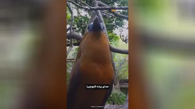 صداهای عجیب وبیگانه بعضی پرندگان