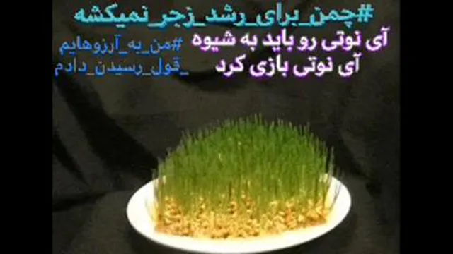 چمن براى رشد زجر نمى کشه