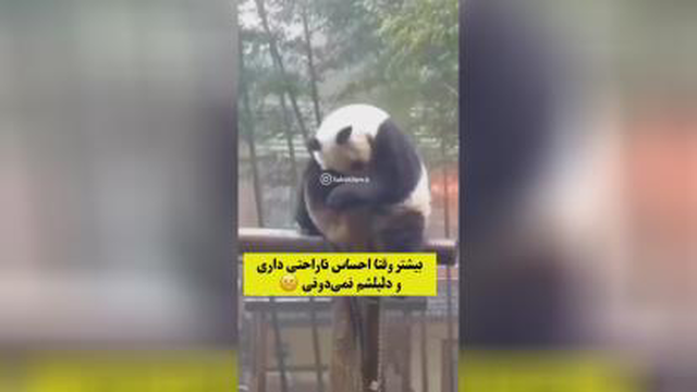پانداها دستا بالا 🐼🖐️