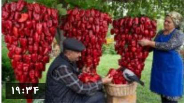 رب فلفل قرمز از مزرعه تا میز