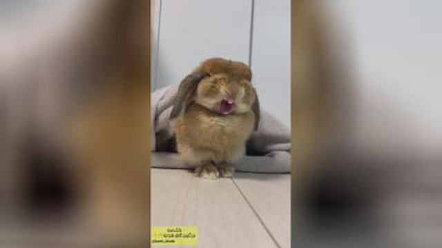 چه باحال