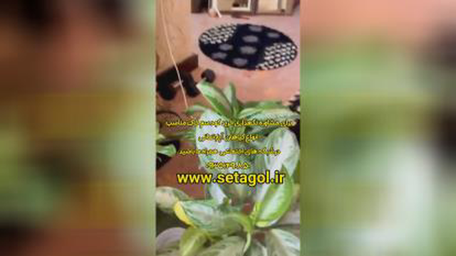 خرید فروش روش دلیل راه شرایط سم کود تقویتی خاک مکمل مناسب پاجوش زدن گل آگلونما پ
